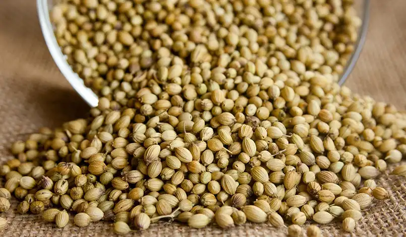 हर दिन Coriander Seeds का पानी पीने से Diabetes को Manag करने में कैसे मदद मिल सकती है। हर दिन Coriander Seeds का पानी पीने से Diabetes को Manag करने में कैसे मदद मिल सकती है।